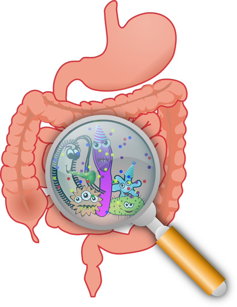 Gut microbes in a gut through a  magnifying glass cartoon 